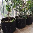 Grow Bag 38L textilný kvetináč