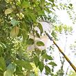 Telescopic Fruit Picker 4M česač ovoce